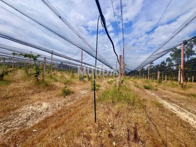 Negócio para Trespasse em Ovar, São João, Arada e São Vicente de Pereira Jusã Foto 11