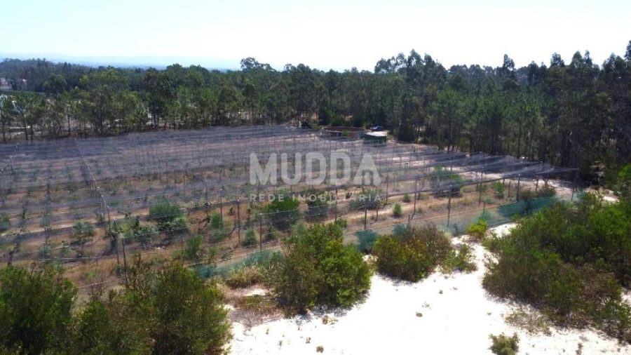 Negócio para Trespasse em Ovar, São João, Arada e São Vicente de Pereira Jusã Foto 31