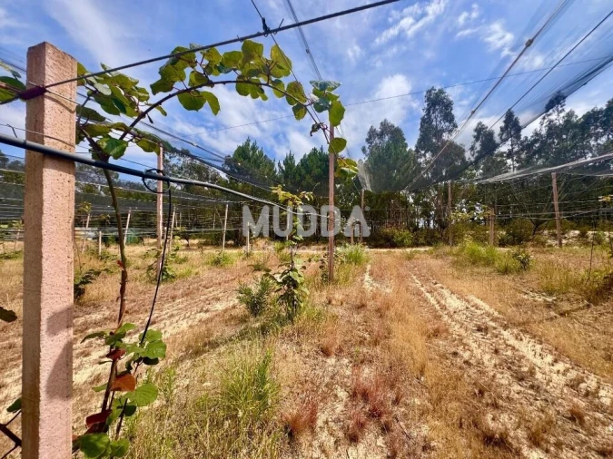 Negócio para Trespasse em Ovar, São João, Arada e São Vicente de Pereira Jusã Foto 10