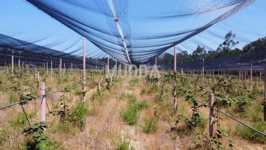 Negócio para Trespasse em Ovar, São João, Arada e São Vicente de Pereira Jusã Foto 30