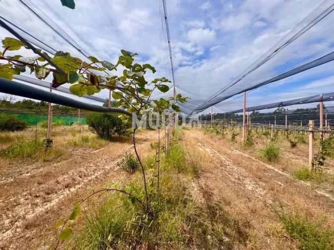Negócio para Trespasse em Ovar, São João, Arada e São Vicente de Pereira Jusã Foto 12