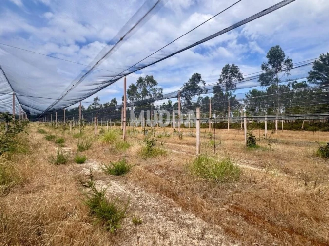 Negócio para Trespasse em Ovar, São João, Arada e São Vicente de Pereira Jusã Foto 7