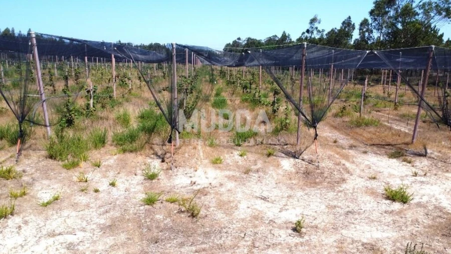 Negócio para Trespasse em Ovar, São João, Arada e São Vicente de Pereira Jusã Foto 28