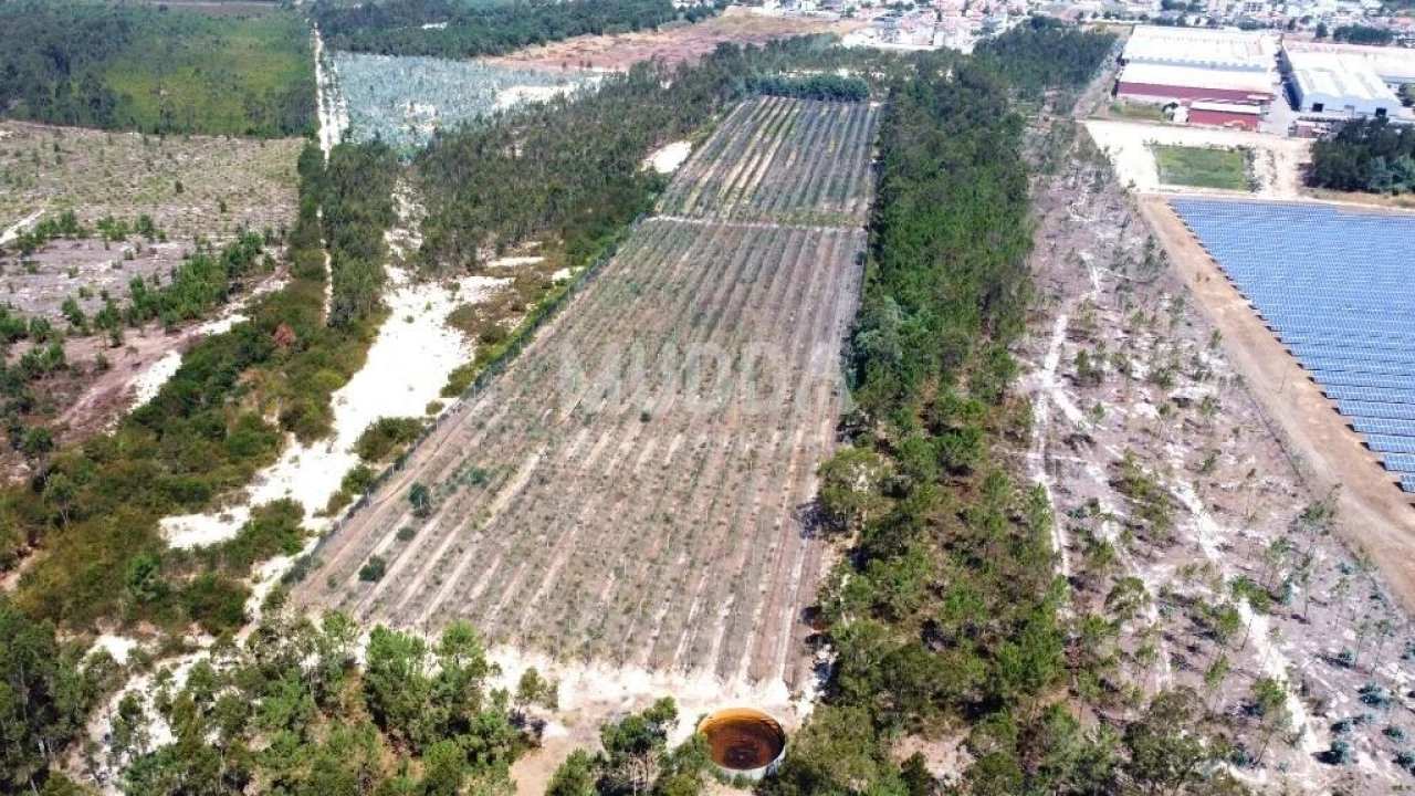 Negócio para Trespasse em Ovar, São João, Arada e São Vicente de Pereira Jusã Foto 18
