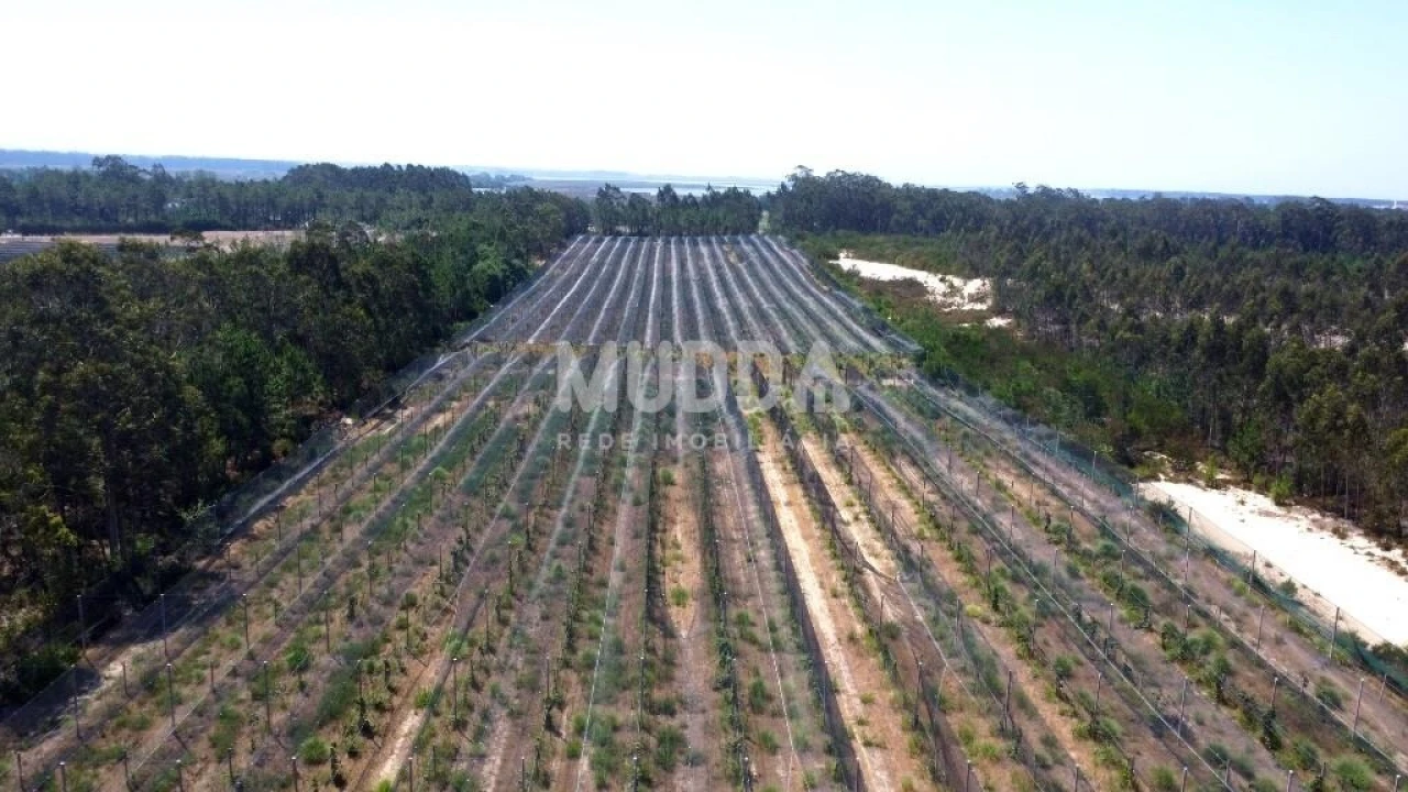 Negócio para Trespasse em Ovar, São João, Arada e São Vicente de Pereira Jusã Foto 23