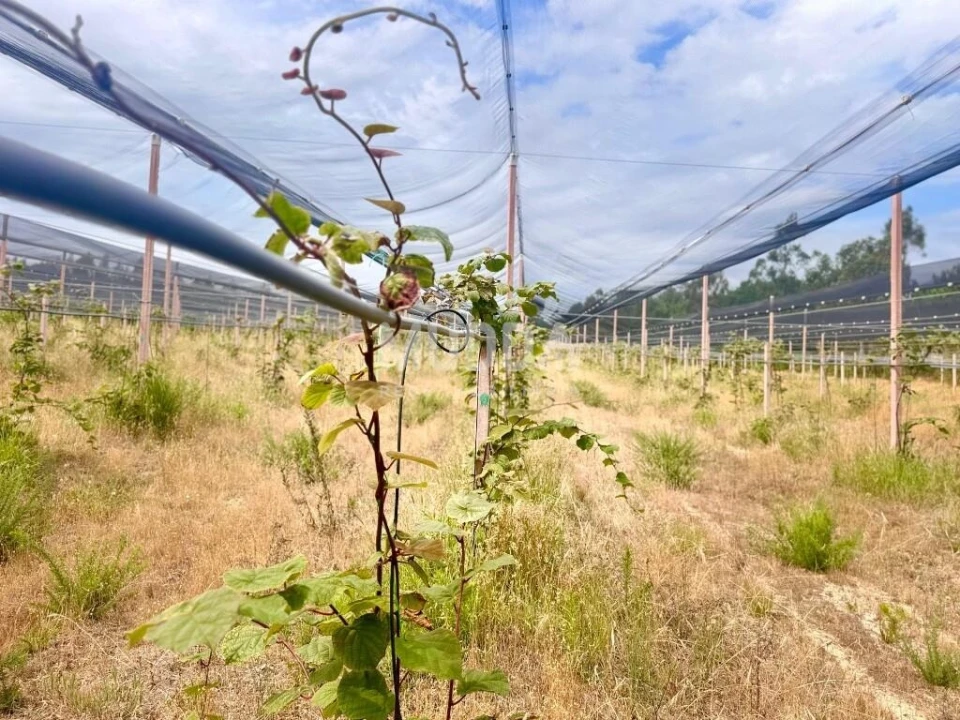 Negócio para Trespasse em Ovar, São João, Arada e São Vicente de Pereira Jusã Foto 1