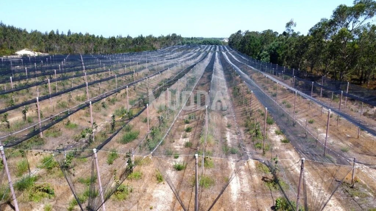 Negócio para Trespasse em Ovar, São João, Arada e São Vicente de Pereira Jusã Foto 27