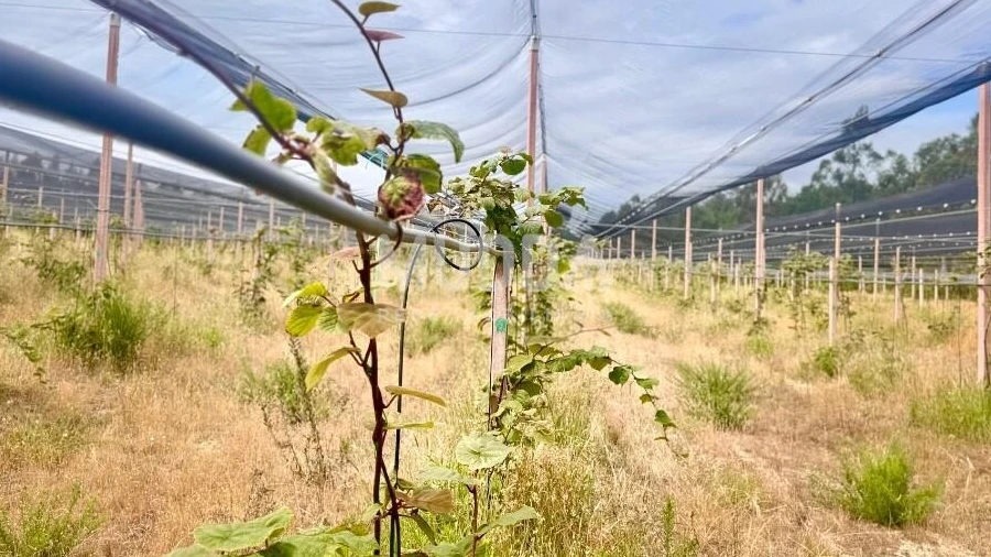 Negócio para Trespasse em Ovar, São João, Arada e São Vicente de Pereira Jusã