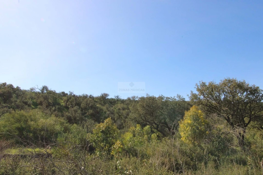Terreno para Venda em Barão de São Miguel Foto 15