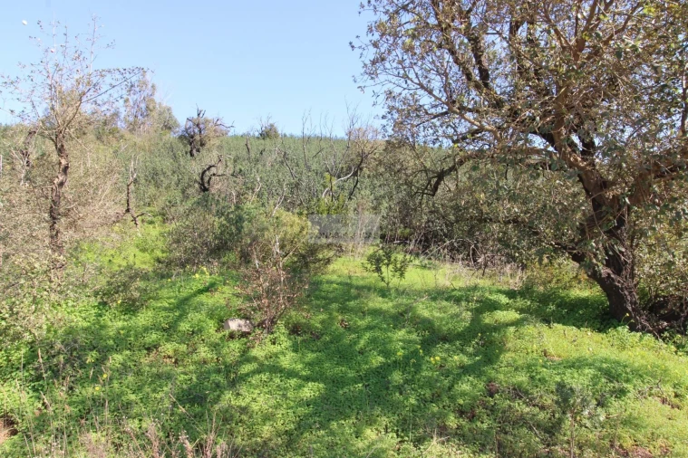 Terreno para Venda em Barão de São Miguel Foto 8