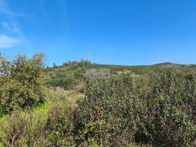 Terreno para Venda em Barão de São Miguel Foto 7