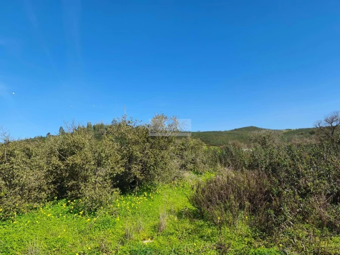 Terreno para Venda em Barão de São Miguel Foto 5