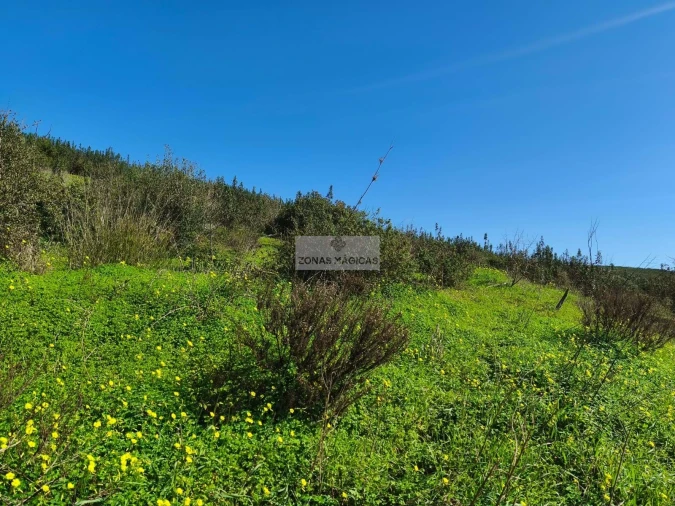 Terreno para Venda em Barão de São Miguel Foto 2