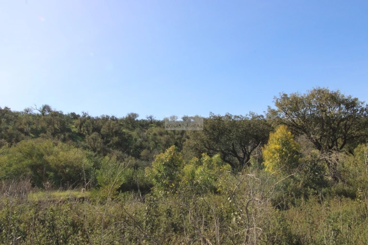 Terreno para Venda em Barão de São Miguel Foto 14