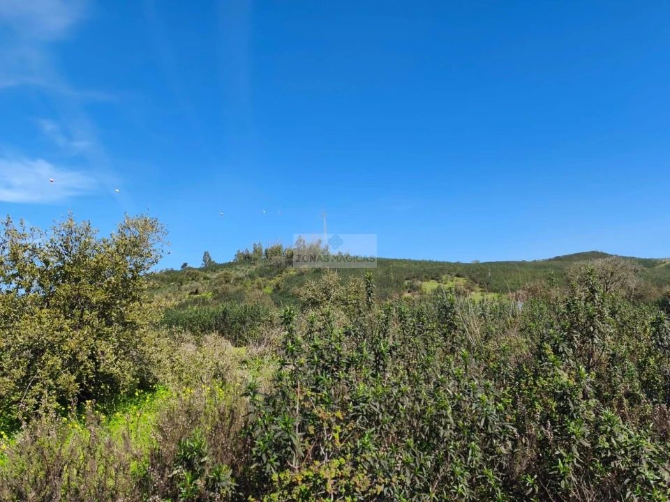 Terreno para Venda em Barão de São Miguel Foto 4