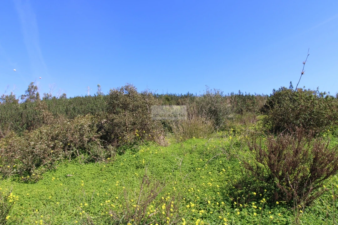 Terreno para Venda em Barão de São Miguel Foto 11