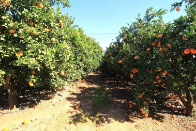 Moradia T2 para Venda em Silves
