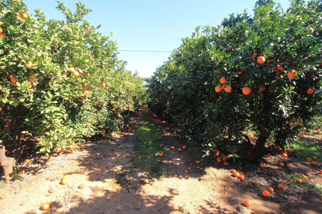Moradia T2 para Venda em Silves Foto 35