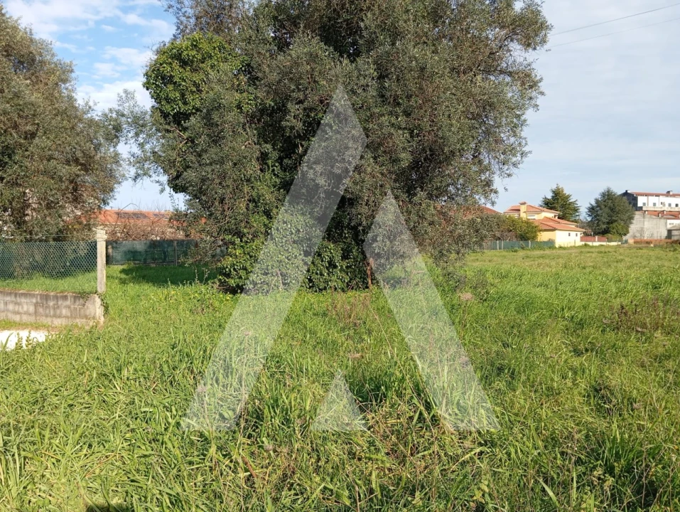 Terreno para Venda em Oiã Foto 14