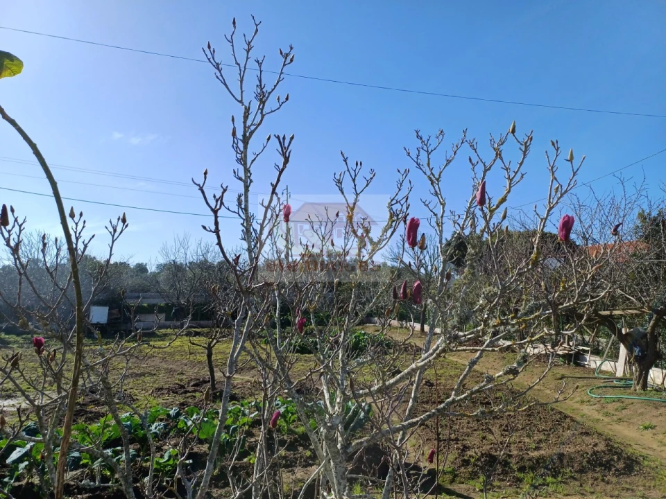 Quinta T2 para Venda em Melides Foto 9