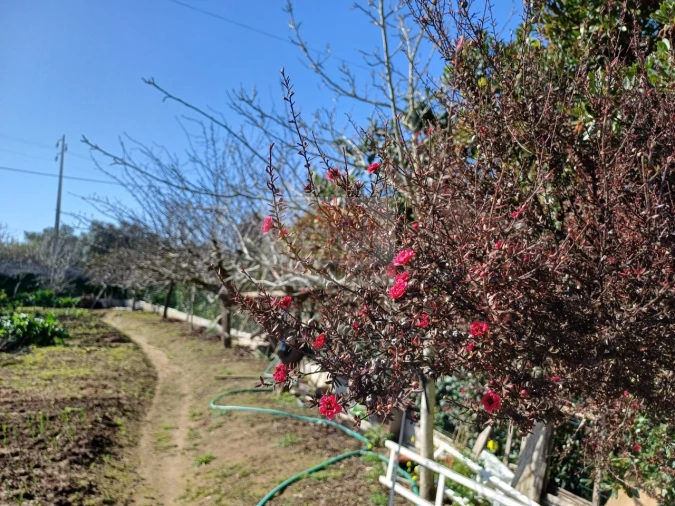 Quinta T2 para Venda em Melides Foto 8