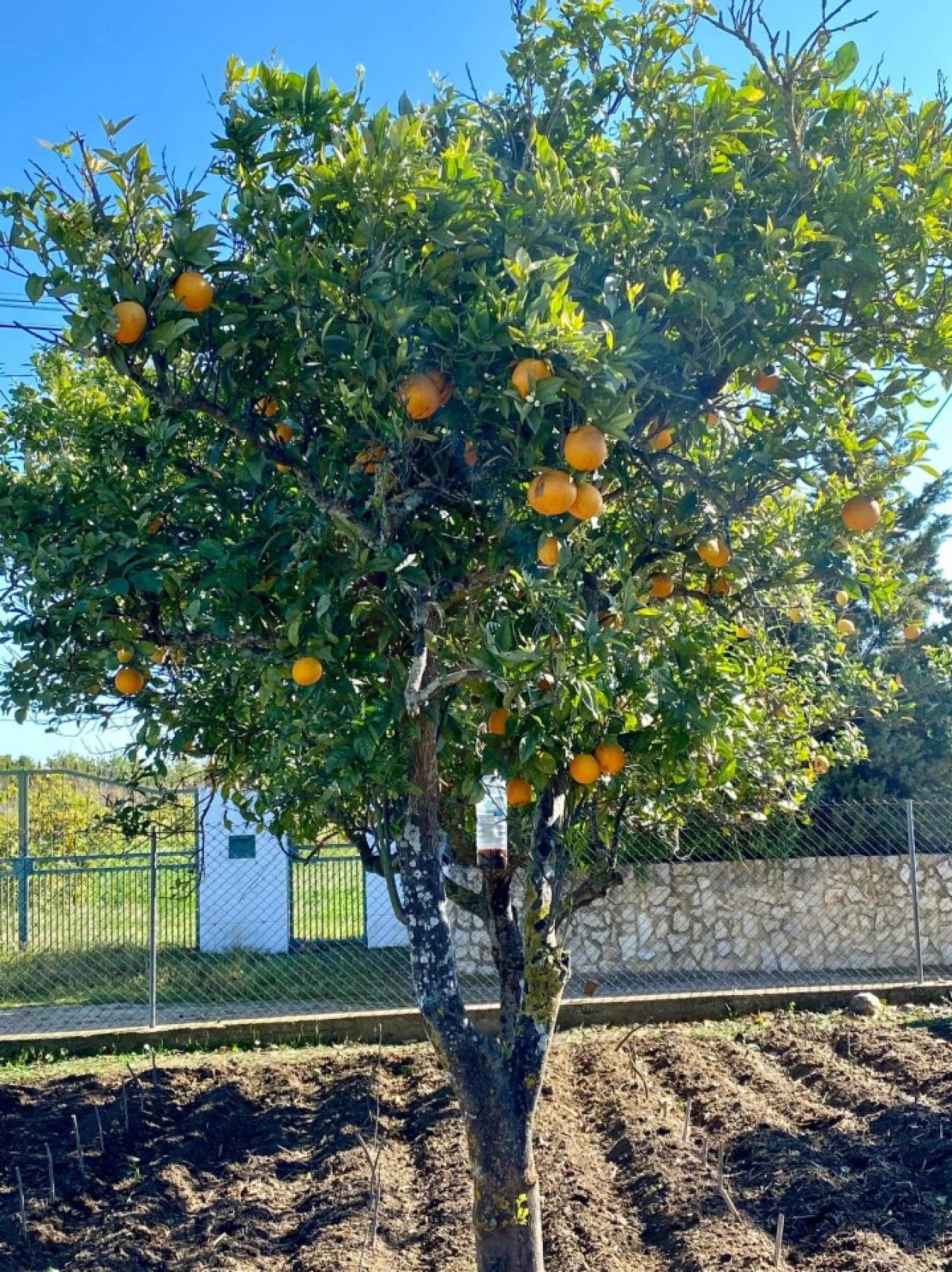Moradia T3 para Venda em Luz de Tavira e Santo Estêvão Foto 38