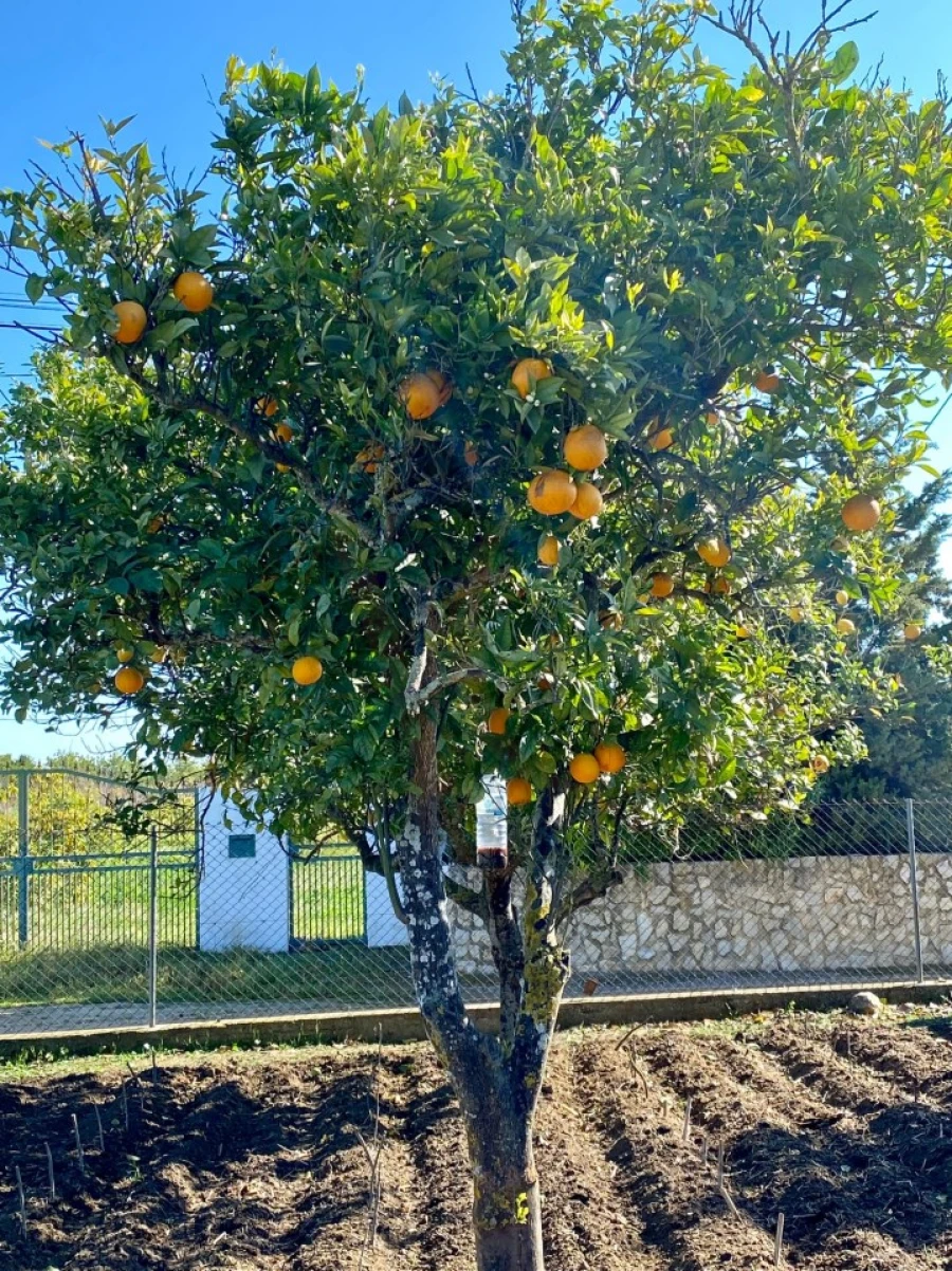 Moradia T3 para Venda em Luz de Tavira e Santo Estêvão Foto 38