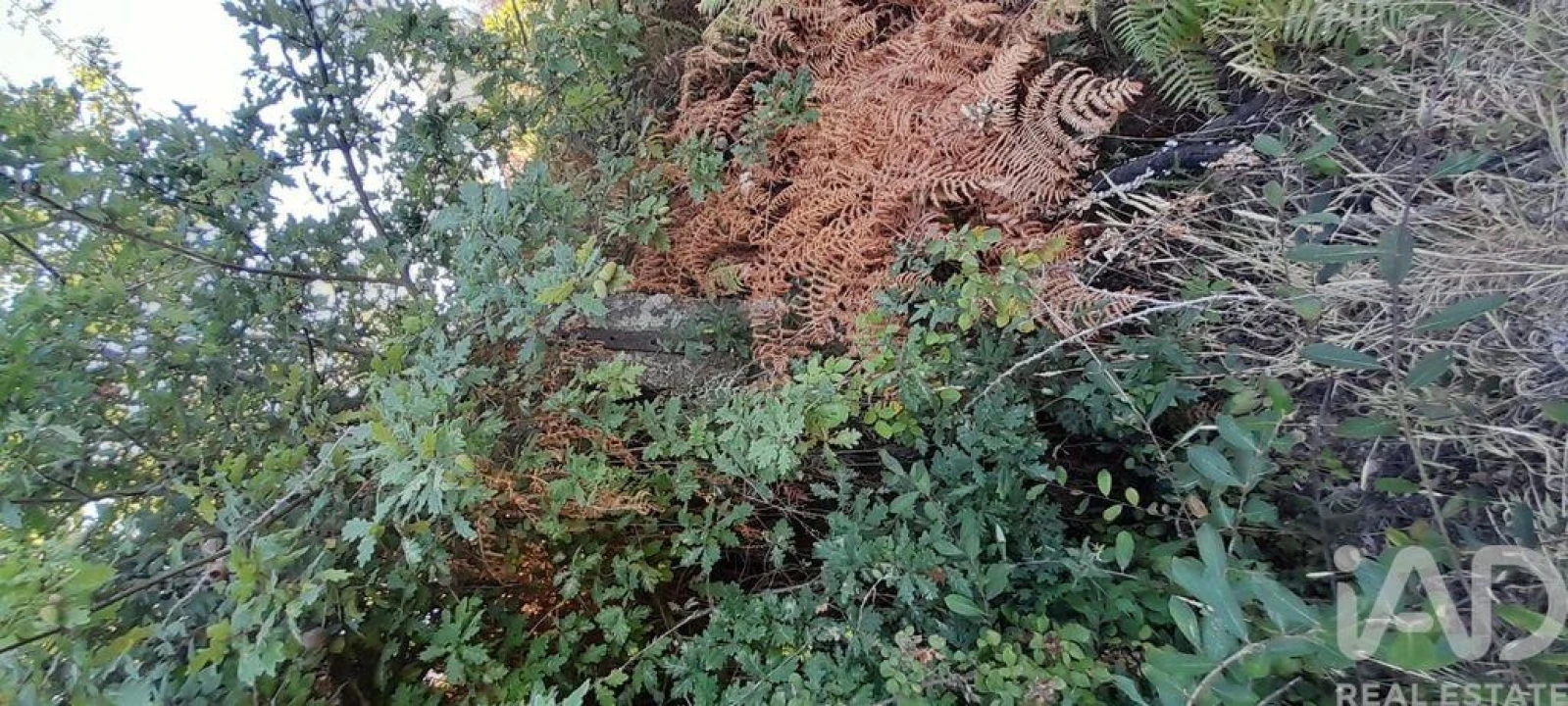 Terreno para Venda em Seixo da Beira Foto 23
