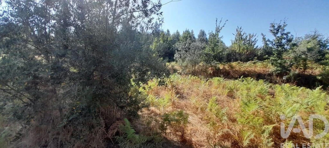 Terreno para Venda em Seixo da Beira Foto 19