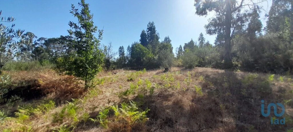 Terreno para Venda em Seixo da Beira Foto 4