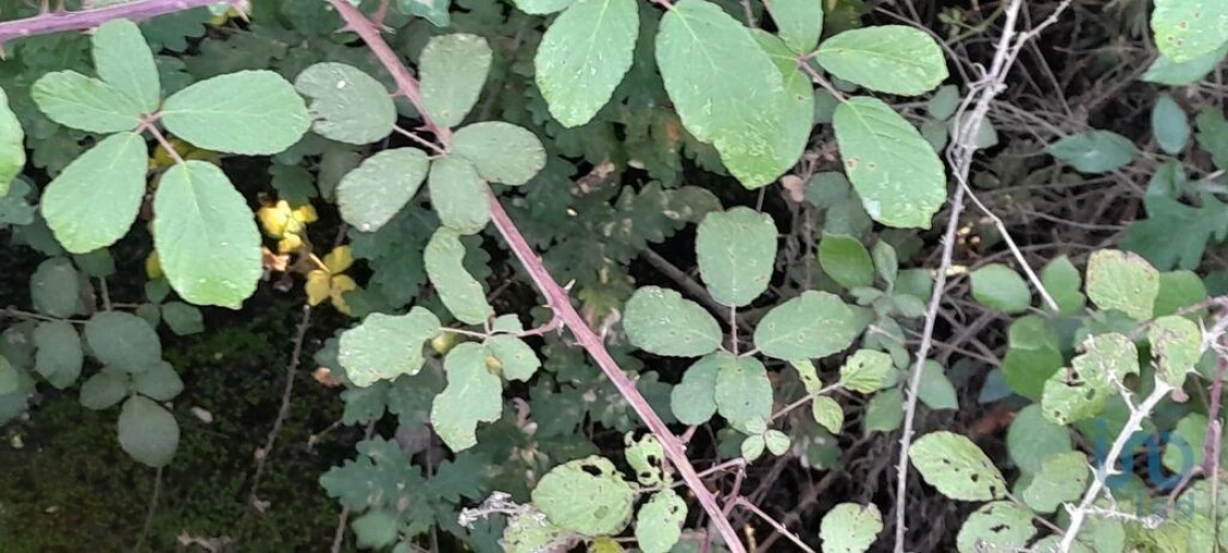 Terreno para Venda em Seixo da Beira Foto 2