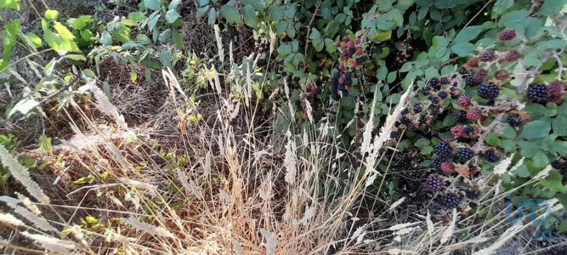 Terreno para Venda em Seixo da Beira Foto 12