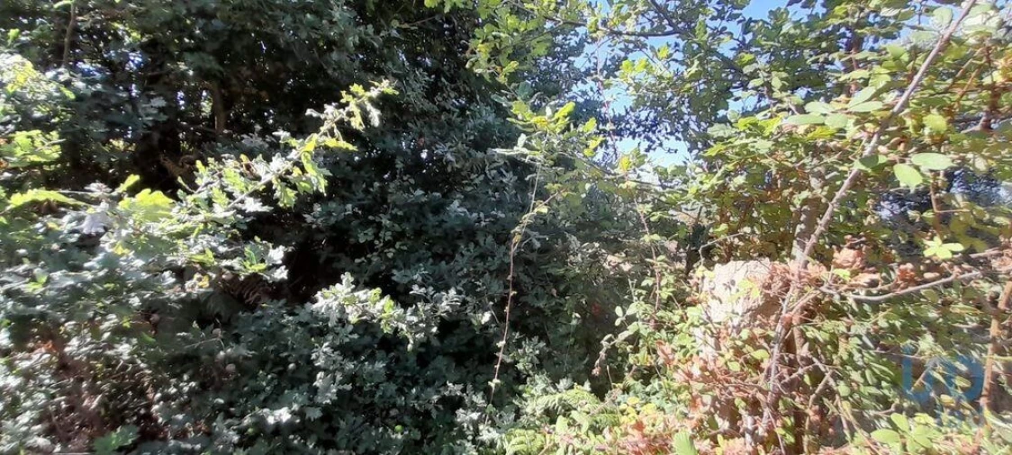 Terreno para Venda em Seixo da Beira Foto 3