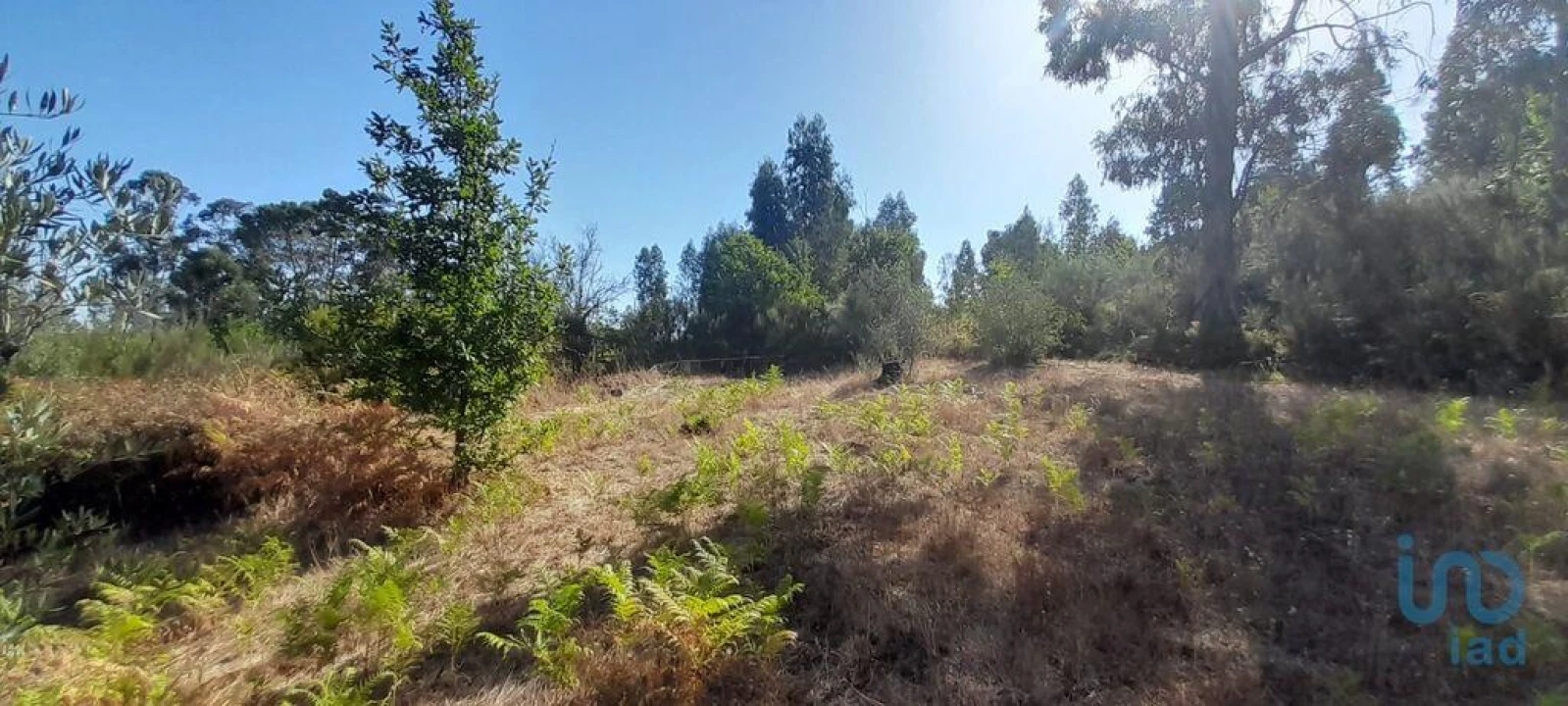Terreno para Venda em Seixo da Beira Foto 4