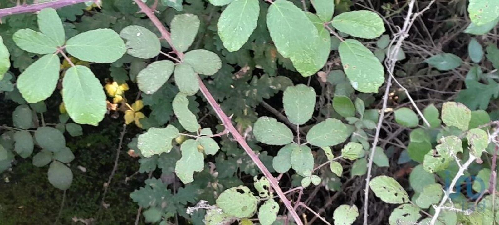 Terreno para Venda em Seixo da Beira Foto 2