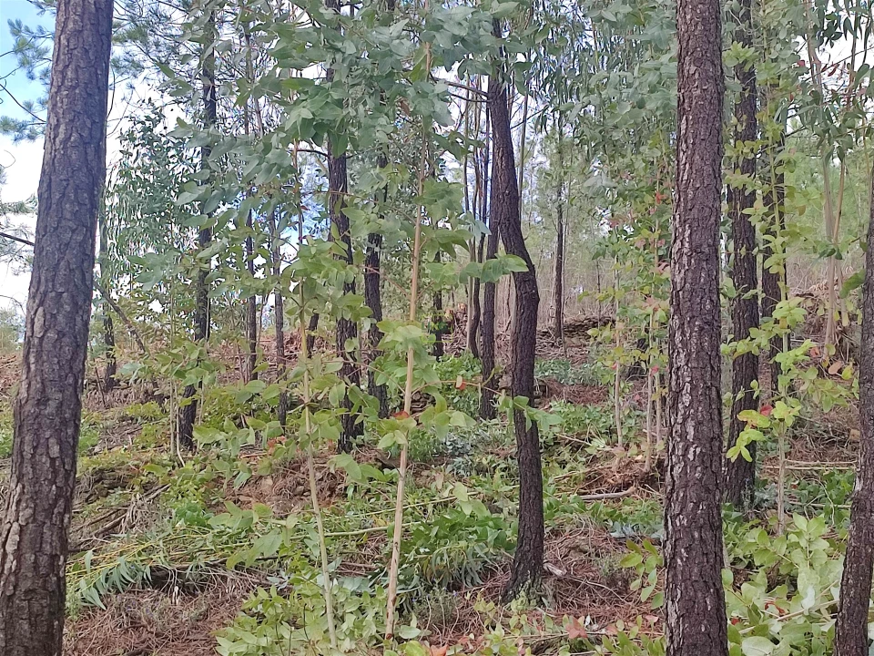Terreno Agricola ou Rústico para Venda em Aranhas Foto 10