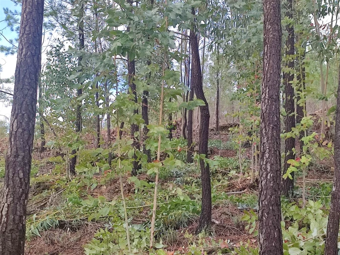 Terreno Agricola ou Rústico para Venda em Aranhas Foto 10