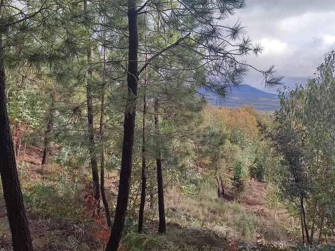 Terreno Agricola ou Rústico para Venda em Aranhas Foto 12