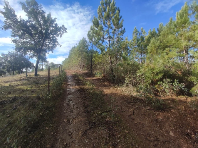 Terreno Agricola ou Rústico para Venda em Aranhas Foto 2