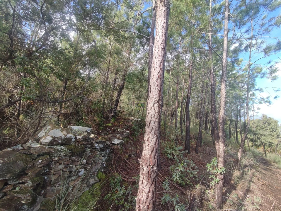Terreno Agricola ou Rústico para Venda em Aranhas Foto 4