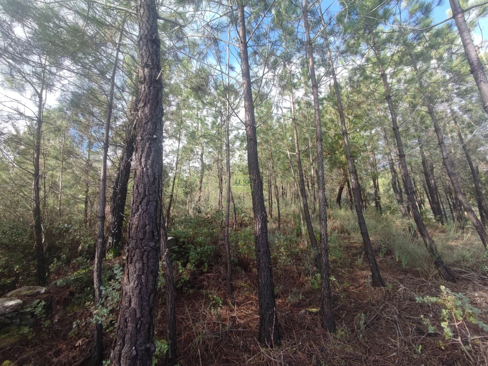 Terreno Agricola ou Rústico para Venda em Aranhas Foto 7
