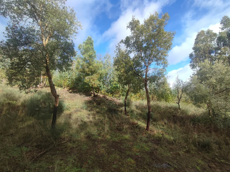 Terreno Agricola ou Rústico para Venda em Aranhas Foto 8