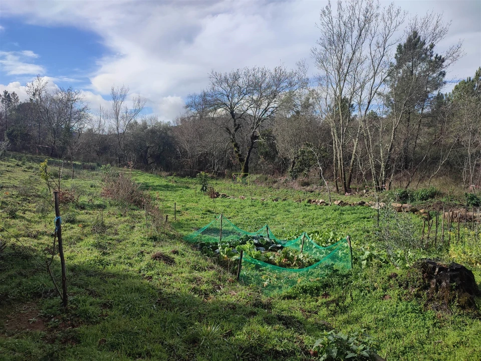 Terreno Agricola ou Rústico para Venda em Monsanto e Idanha-A-Velha Foto 9