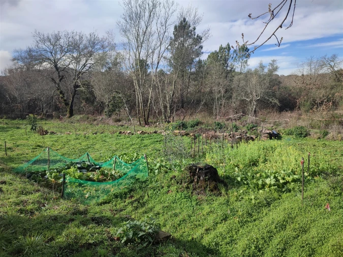 Terreno Agricola ou Rústico para Venda em Monsanto e Idanha-A-Velha Foto 8