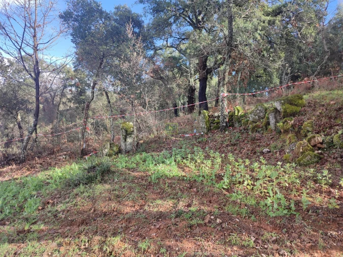 Terreno Agricola ou Rústico para Venda em Monsanto e Idanha-A-Velha Foto 4
