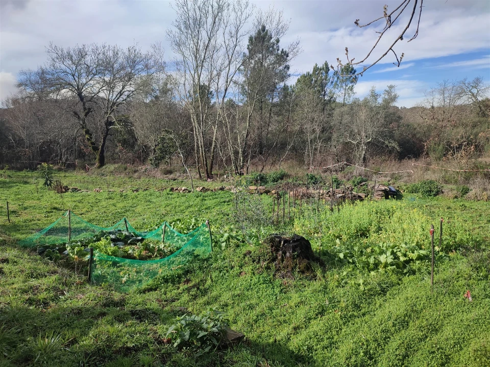 Terreno Agricola ou Rústico para Venda em Monsanto e Idanha-A-Velha Foto 8