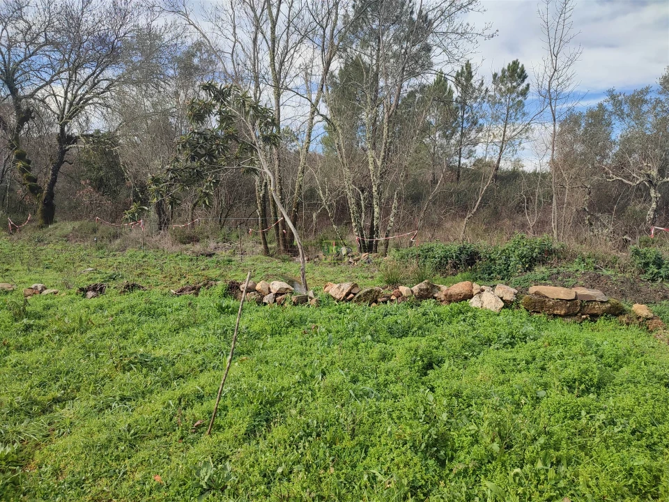 Terreno Agricola ou Rústico para Venda em Monsanto e Idanha-A-Velha Foto 16