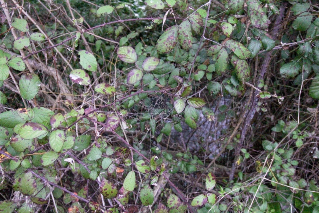 Terreno Agricola ou Rústico para Venda em Achete, Azoia de Baixo e Póvoa de Santarém Foto 8