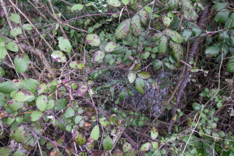 Terreno Agricola ou Rústico para Venda em Achete, Azoia de Baixo e Póvoa de Santarém Foto 8