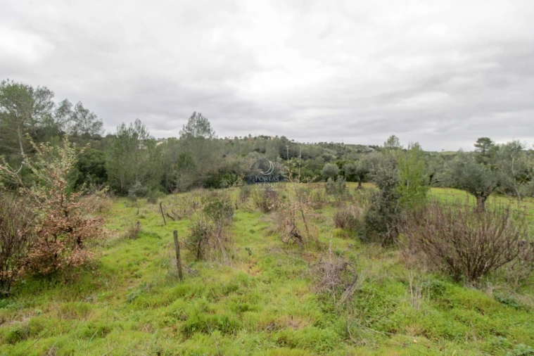 Terreno Agricola ou Rústico para Venda em Achete, Azoia de Baixo e Póvoa de Santarém Foto 5